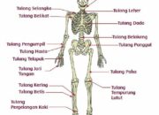 10 Organ Gerak dalam Tubuh Manusia dan Fungsinya yang Menakjubkan!