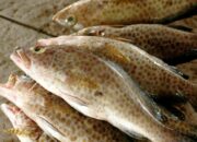 10 Jenis Ikan Favorit Presiden Jokowi dan Keunikannya
