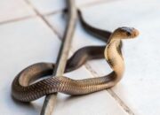 Ular Masuk Rumah Menurut Primbon Jawa: Apa yang Disimbolkan dan Cara Mengatasinya