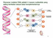 4 Tipe Basa Nitrogen: Komponen Penting dalam Struktur DNA Anda!
