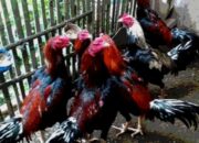 10 Jenis Sisik Ayam Bangkok