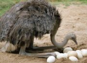 10 Jenis Burung yang Tidak Bisa Terbang dan Alasan di Baliknya