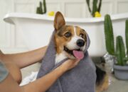 5 Tips Mengatasi Kulit Kering pada Anjing