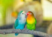 10 Jenis Makanan Paling Beracun untuk Burung Peliharaanmu
