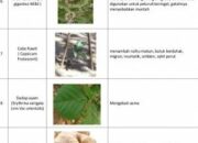10 Tanaman Obat Beserta Khasiatnya yang Ampuh untuk Kesehatan!