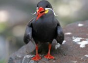 10 Jenis Burung Paling Aneh di Dunia yang Akan Membuatmu Tercengang