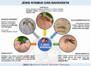 10 Jenis Nyamuk Berbahaya yang Perlu Kamu Waspadai untuk Kesehatan!