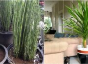 10 Jenis Tanaman Hias Batang untuk Dekorasi Rumah yang Elegan