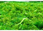 10 Jenis Rumput Yang Ada Di Indonesia