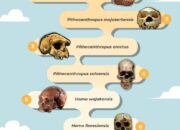 10 Jenis Manusia Purba dan Penjelasan Ilmiahnya