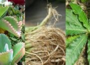 10 Tumbuhan dan Efek Empiris yang Menakjubkan dalam Pengobatan Tradisional!