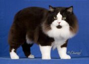 10 Jenis Kucing Mahal yang Banyak Dicari Kolektor