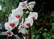 10 Jenis Tumbuhan Anggrek yang Menawan untuk Taman Rumahmu