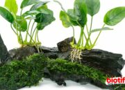10 Jenis Tanaman Air yang Cocok untuk Aquarium di Rumah