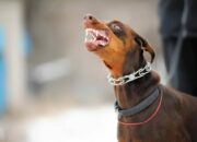 10 Jenis Anjing Tergalak di Dunia yang Harus Kamu Waspadai