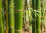 10 Jenis Bambu Asli Indonesia dan Kegunaannya