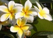 10 Jenis Bunga dengan Negara Asalnya yang Menarik untuk Diketahui