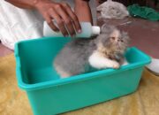 5 Tips Perawatan Anak Kucing Persia yang Baik