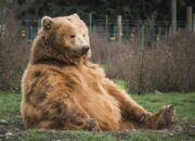 10 Jenis Hewan Mamalia dengan Ciri Khas yang Unik