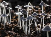 10 Jenis Jamur Zigomycota: Manfaat dan Dampak Negatifnya