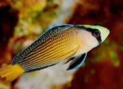 10 Ikan Hias Air Laut Paling Cantik yang Mempercantik Akuariummu!