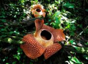 10 Flora Unik di Indonesia yang Mempercantik Lanskap Alam!