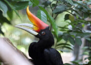 10 Nama Burung Aves yang Paling Menakjubkan di Alam!