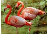 10 Hewan Berkaki Dua yang Menarik dan Unik di Sekitar Kita!