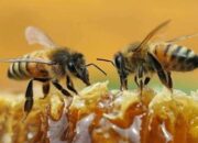3 Hal yang Berkaitan dengan Lebah Madu: Manfaat dan Fakta Menarik