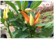 5 Langkah Mudah Menanam Cabai di Rumah: Tips Berkebun di Lahan Terbatas!