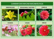 10 Jenis Tumbuhan Bunga Beserta Ciri-Cirinya yang Unik