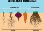 10 Jenis Akar Tunggang yang Harus Kamu Ketahui