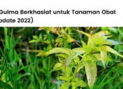 10 Gulma di Sekitar Rumah yang Mungkin Belum Kamu Sadari!