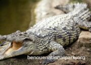 10 Jenis Hewan Setia yang Akan Membuatmu Terharu