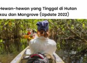 10 Jenis Makhluk Hidup yang Ada di Hutan Bakau dan Peranannya