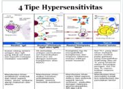 4 Tipe Reaksi Hipersensitivitas: Memahami Respons Imun yang Berlebihan!