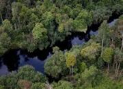 10 Jenis Pohon Yang Ada Di Hutan Rawa
