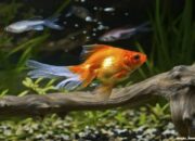 10 Ikan Hias Air Tawar yang Menawan untuk Koleksi Akuariummu!