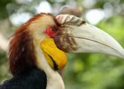 Arti Menangkap Burung Menurut Primbon Jawa: Apa Maknanya dalam Primbon?