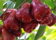 10 Jenis Jambu di Indonesia yang Kaya Manfaat