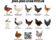 10 Jenis Ayam Populer di Dunia dan Kegunaannya dalam Industri Pangan