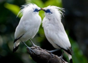 10 Burung Eksotis Beserta Nama Latinnya yang Memukau!