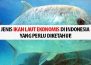 10 Jenis Ikan Ekonomis Penting di Indonesia untuk Konsumsi