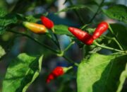 10 Jenis Tanaman Hortikultura yang Menguntungkan untuk Ditanam