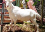 10 Jenis Kambing Populer di Indonesia dan Karakteristiknya