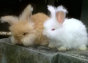 10 Jenis Ternak Hias Beserta Ciri-cirinya yang Unik