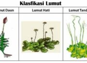 10 Tumbuhan Lumut Beserta Nama Latin yang Menambah Wawasan Flora Mikro!