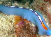 10 Moluska dengan Nama Ilmiah yang Unik dan Menarik untuk Dipelajari!