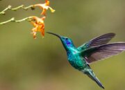 10 Jenis Binatang Kecil dengan Keunikan yang Luar Biasa