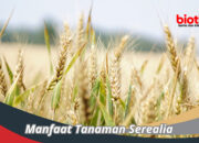 10 Macam Serealia dan Manfaatnya bagi Kesehatan